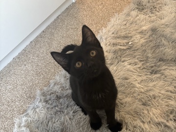 European Shorthair – Adorable European Shorthair Kitten – 4 Months Old – Lincoln