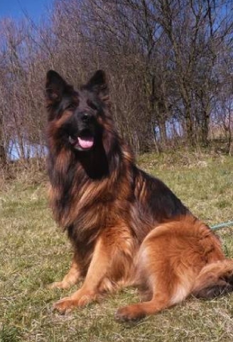 German Shepherd – German shepherd puppies