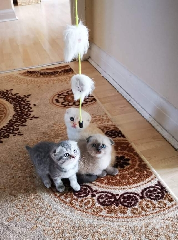 Scottish Fold – kittens for reservation