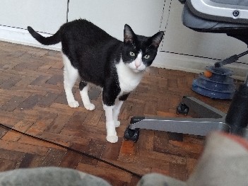 All - Doação gato available for adoption in São Paulo