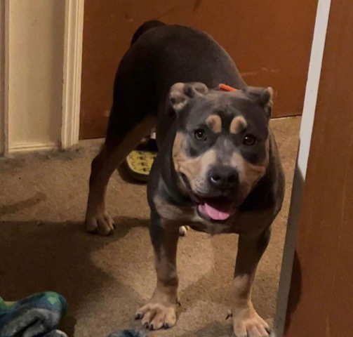 American Pit Bull Terrier – Tri Color American Bully