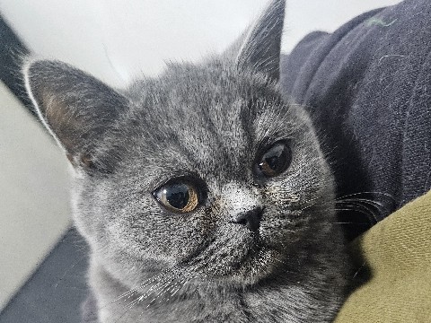 Noir-exotic shorthair and persian mix