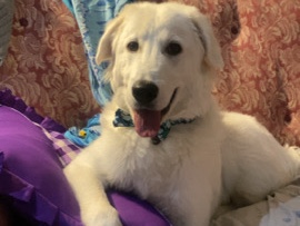 Maremma Sheepdog – maremma sheep dog puppy – Clyde North