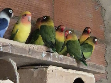 Agapornis – Alcora