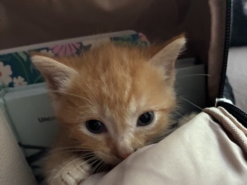 American Shorthair – Rehoming kittens – La Habra