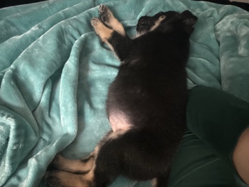 German Shepherd – Delta – Houston