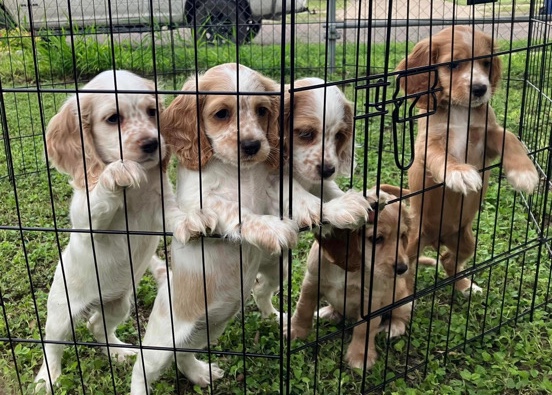 English Cocker Spaniel – English Cocker Spaniel