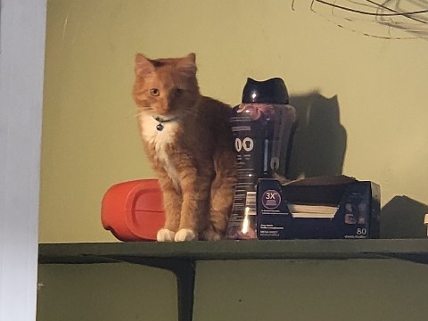 Two Male Orange and White Cats – Dickson City
