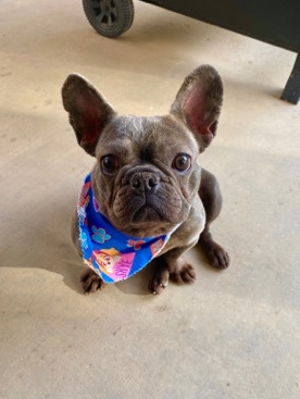 French Bulldog – French Bulldog