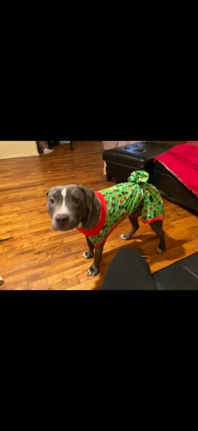 American Pit Bull Terrier – Lazarita