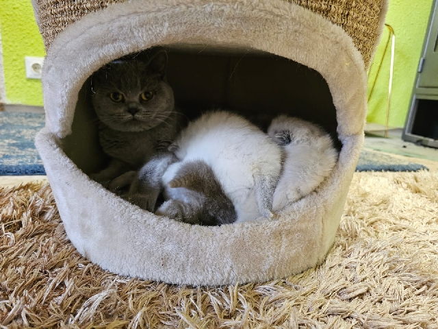 British Shorthair – Babykatzen