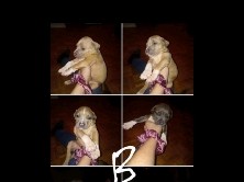 American Bulldog – puppies – Mississauga