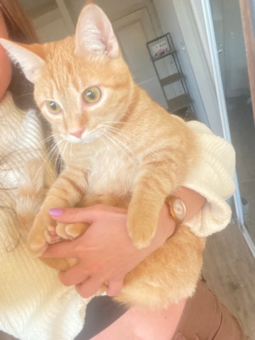 Super Loving Cat
