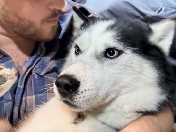Siberian Husky – Husky For Sale – Alabaster