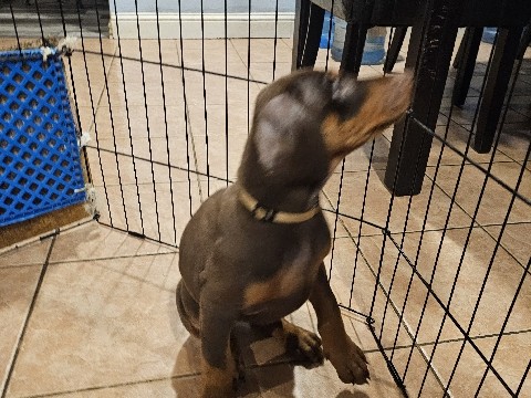 Doberman Pinscher – Dobermans for sale