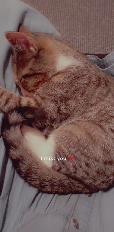 Bengal – Mixed tabby breed