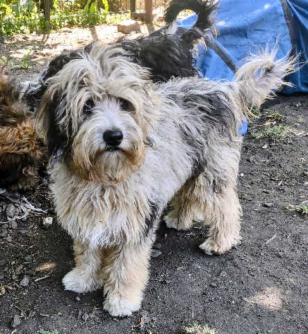 Poodle – Sheepadoodle Micro mini blue merle
