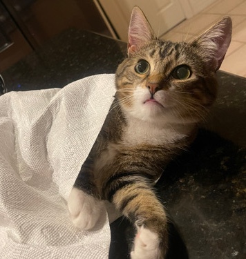 Russian White, Black and Tabby – loving cat