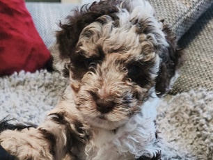 Image of Maltipoo