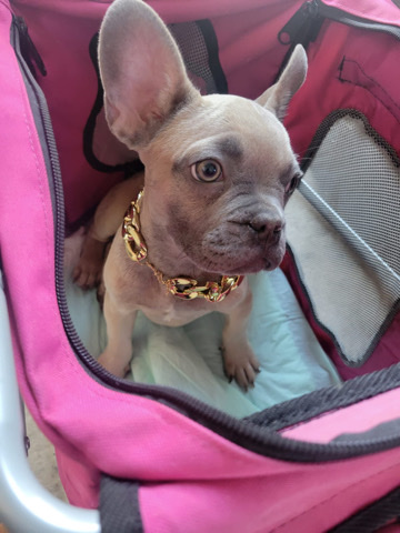 French Bulldog – blue fawn French bulldog