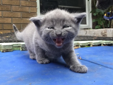 Russian blue kitten 