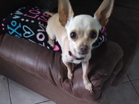 tiny chihuahua for sale