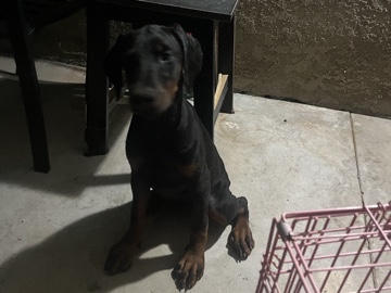 European Doberman puppy’s