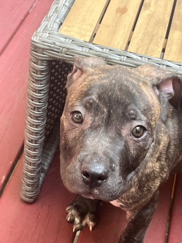 American Pit Bull Terrier – Pitbull Puppy (The Best Home Only) Negotiable