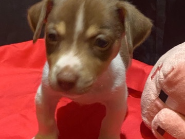 Jack Russell Terrier – Rare natural bobtailed miniature Jack Russell – Pembroke Dock