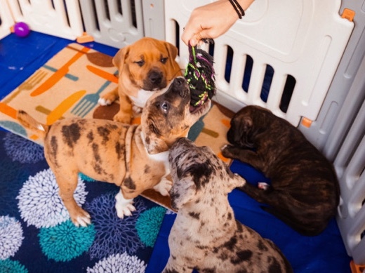American Pit Bull Terrier – XL American Bully Puppies – Port Colborne