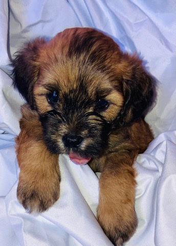 Poodle – Teddybear puppy .