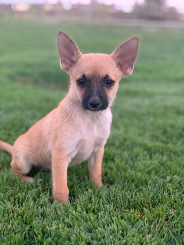 Chihuahua – Puppie PomChi Name (Wolf)