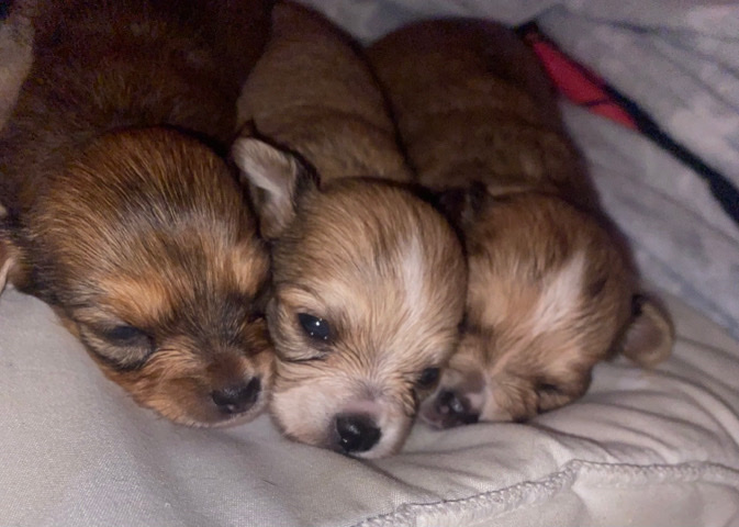 Chihuahua – dog