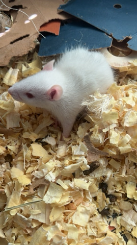 Rat pups
