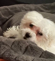 Maltese – Mini Maltipoo