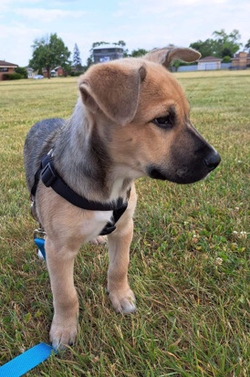 Labrador Husky – 12 week old Husky/Lab mix puppy