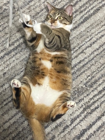 free indoor cat