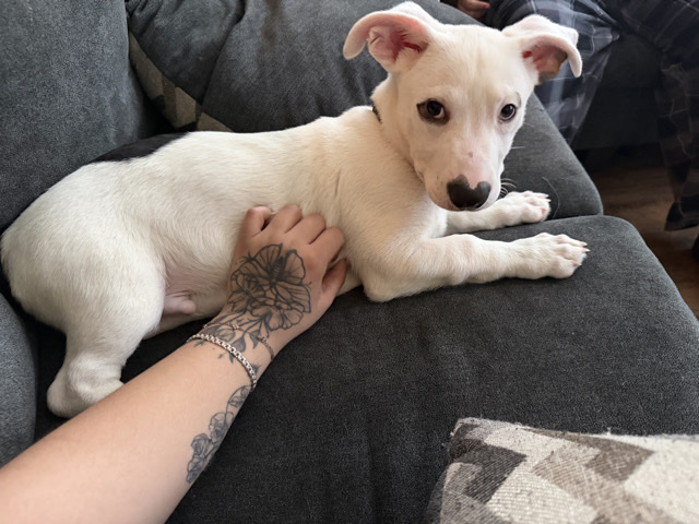Mixed Breed – Morty – Fresno