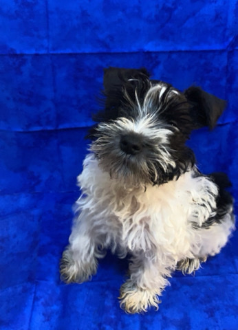 Miniature Schnauzer – Ckc Reg Male Mini Snhauzers