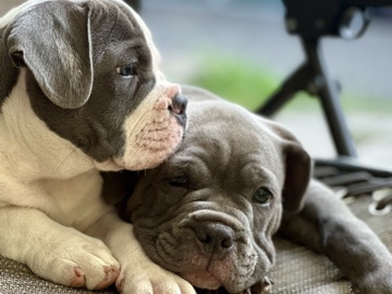 American Bulldog - XL American Bully × French Bulldog Puppies  available for adoption in Oshawa