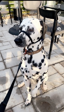 Dalmatian – Dalmatian