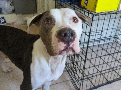 American Pit Bull Terrier – Smokey the pit – Hawthorne