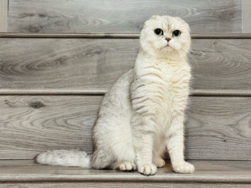 Scottish fold cat