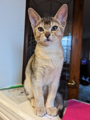 Abyssinian kittens