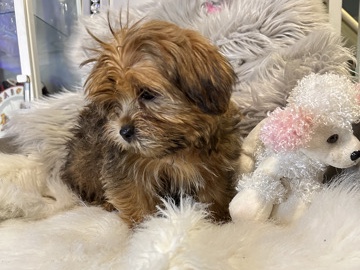 Yorkshire Terrier – Royce in – Middletown