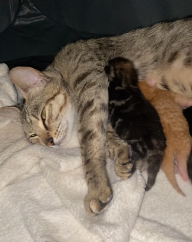 Bengal – Bengal cross kittens