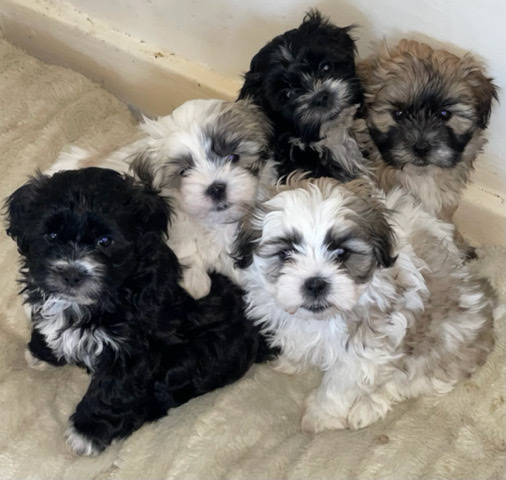 Kyi-Leo – 5 stunning kyi-leo puppies
