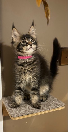 Maine Coon – Maine **** kittens