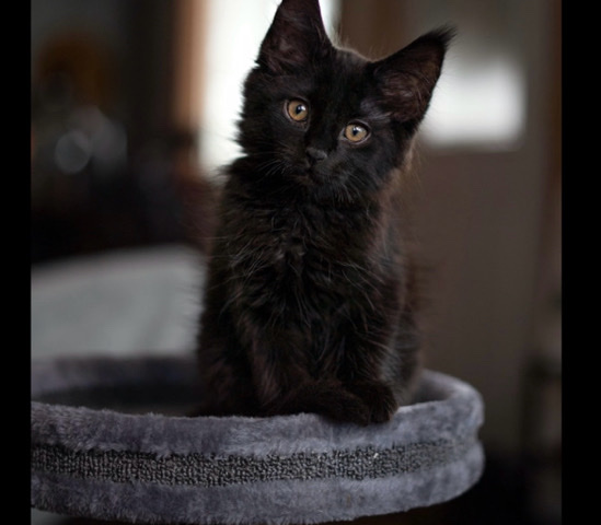 American Shorthair – Free Black Kitty 12 weeks old ***-6252