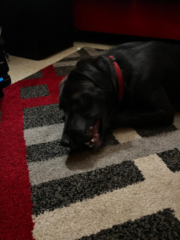 Labrador mix